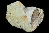 Fossil Crocodile Tooth In Stone - Aguja Formation, Texas #116653-1